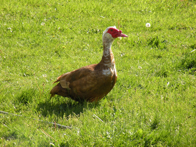 DSCN3072.JPG