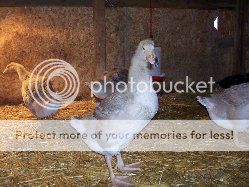 geese5week2.jpg
