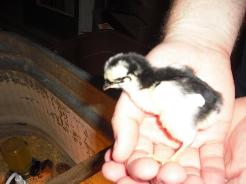 Chicks036.jpg