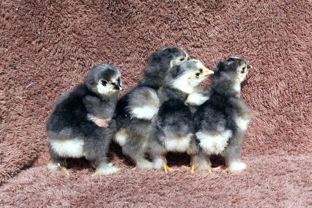 BlackChickButts3daysold.jpg