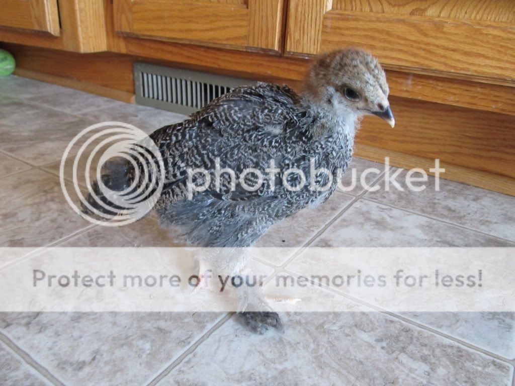 Chicken057.jpg