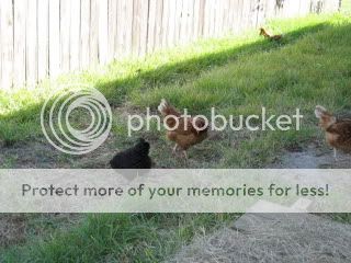 IMG_0535.jpg
