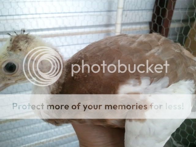 2011-08-10125904.jpg