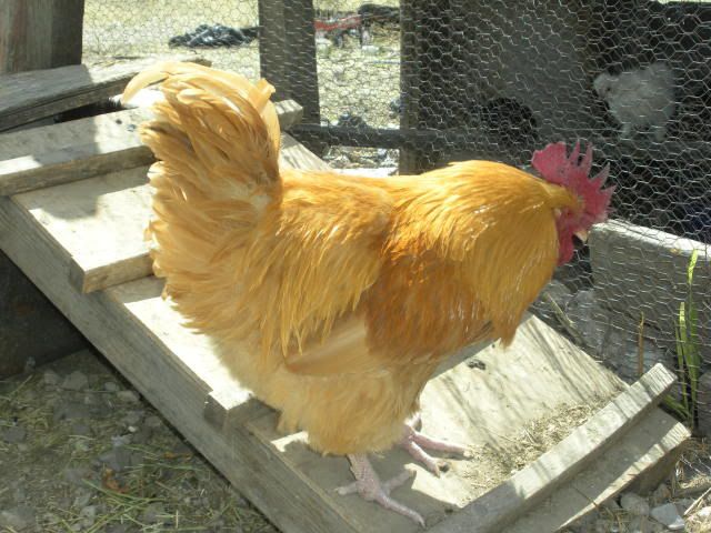 super030.jpg