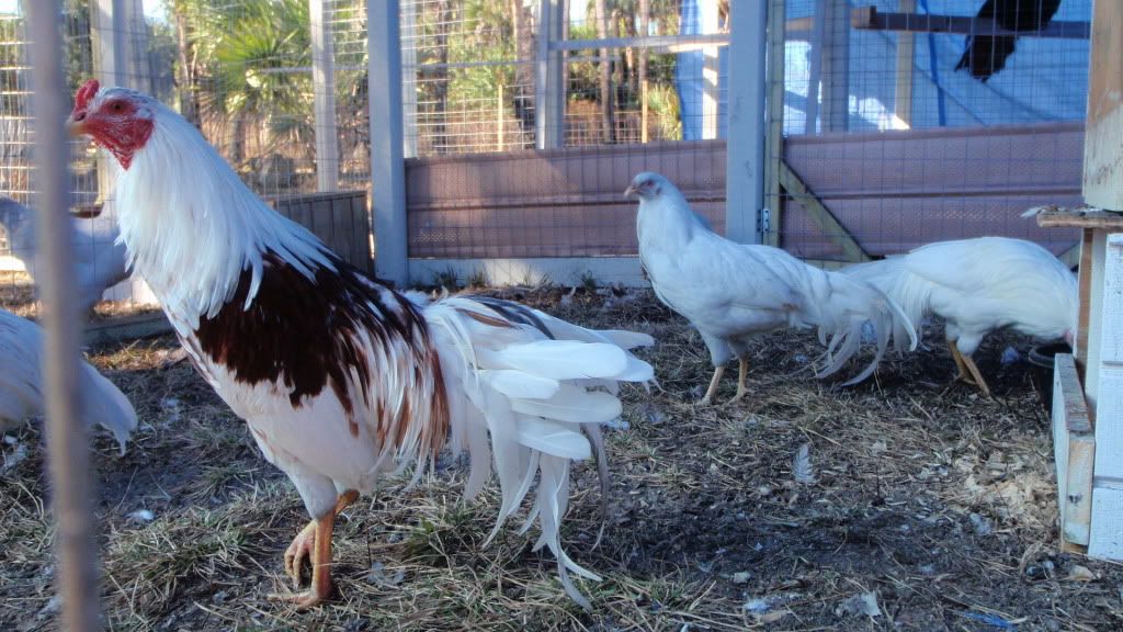 turkeys239-2.jpg