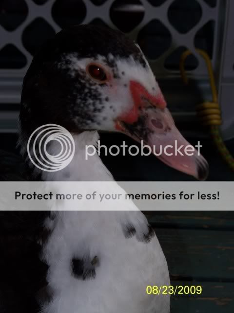 unnamedduck2.jpg