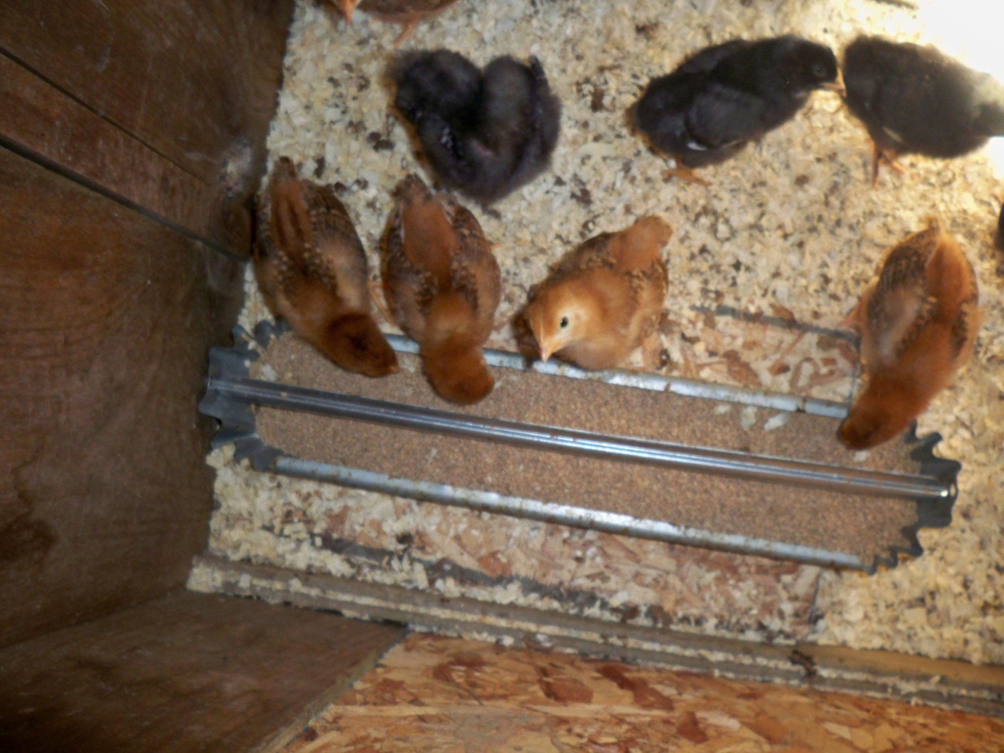 200x200px-ZC-4126634e_wayneschickens5-19-2012055.jpeg