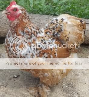EasterBDChicks121.jpg