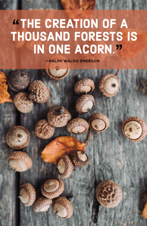 acorns-copy.jpg