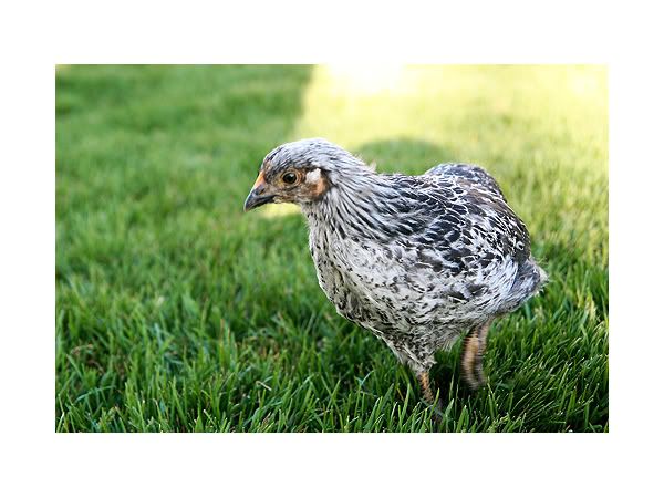 IMG_6261hen1.jpg
