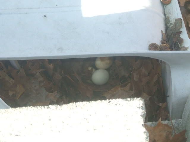 2008_0216chickens0008.jpg
