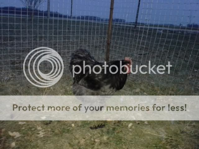 20131213_173041_zpsed746b59.jpg