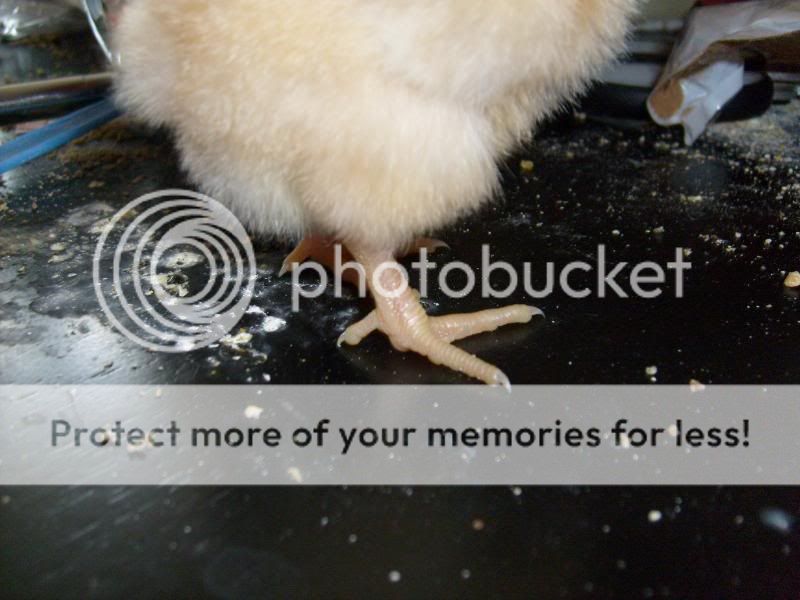 chickensat9months019.jpg