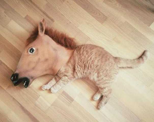 uMmndim---cat.jpg