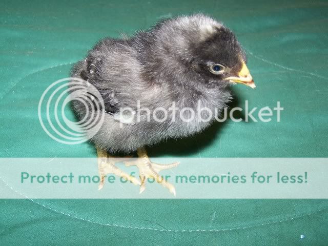 MyChickens001-4.jpg
