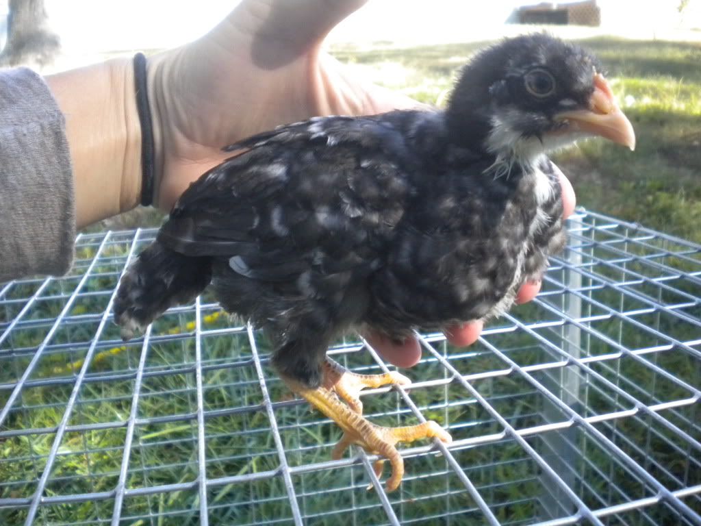 chicksat1month005.jpg