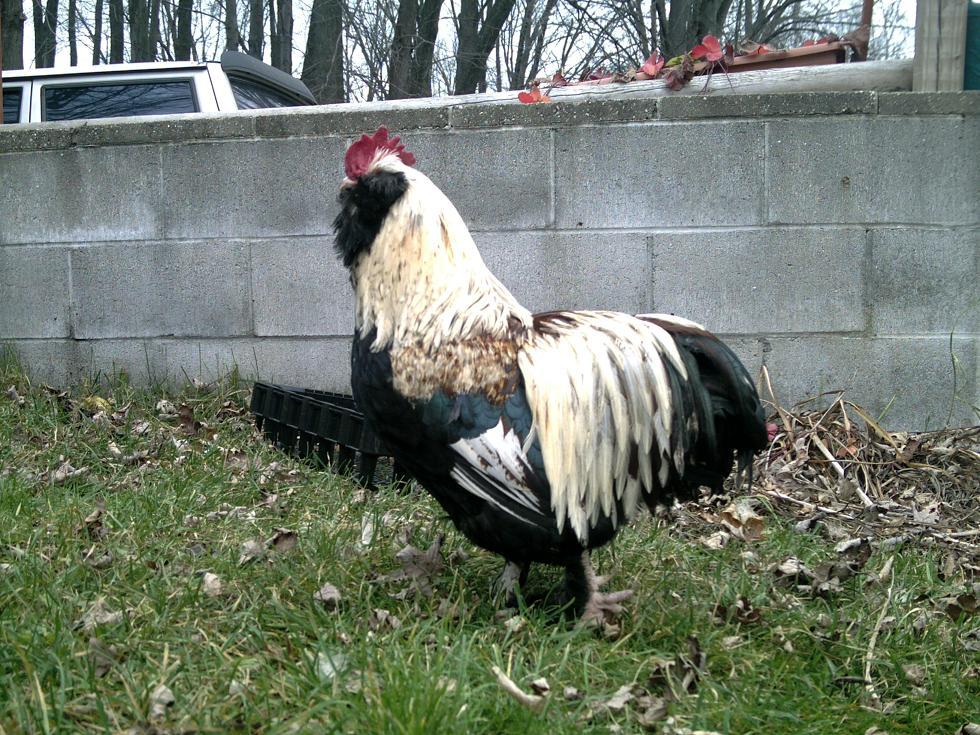 900x600px-LL-fb633aef_102729_strut_fluff.jpeg