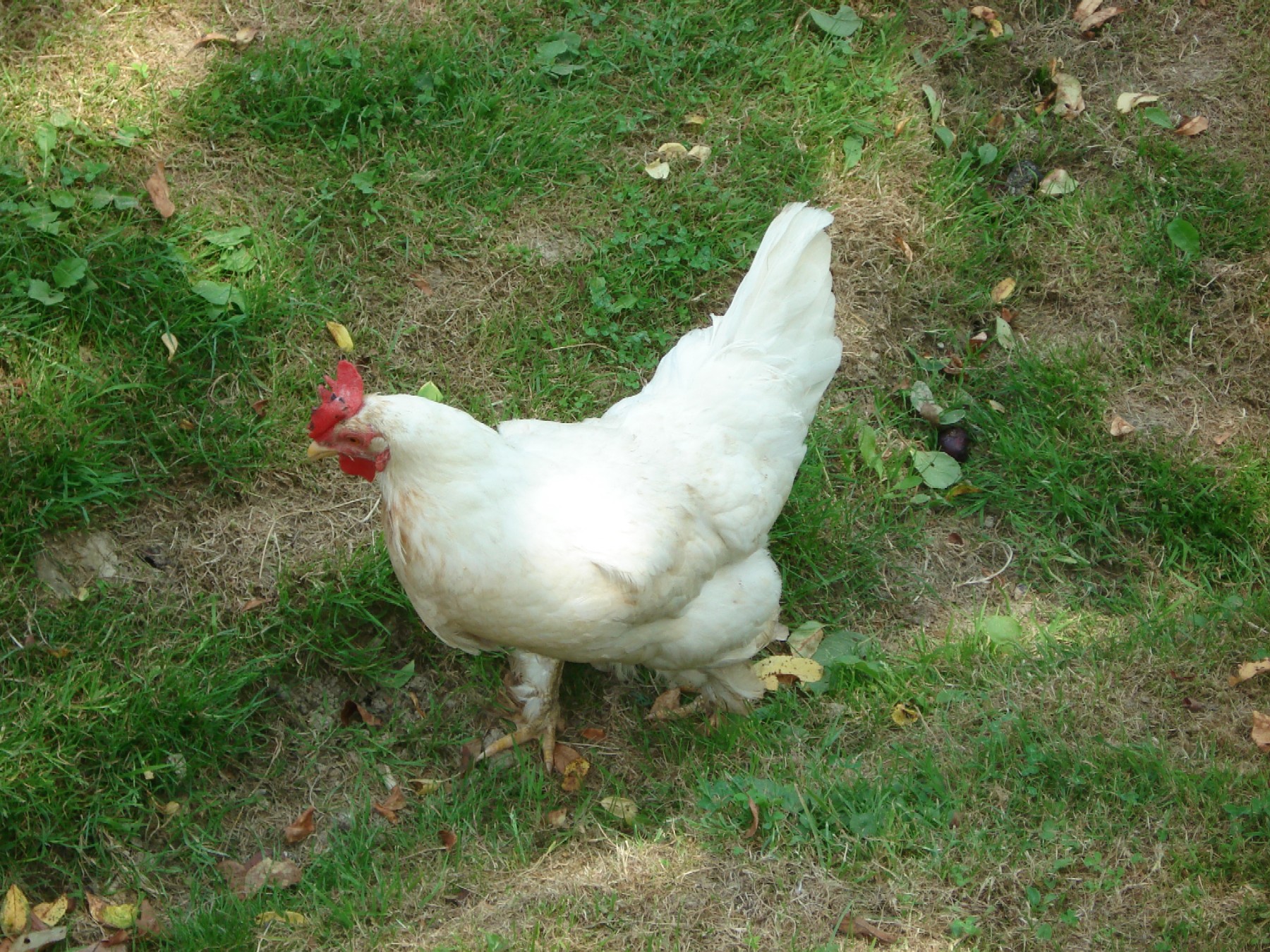 White_chicken.JPG