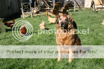 IMG_4028.jpg
