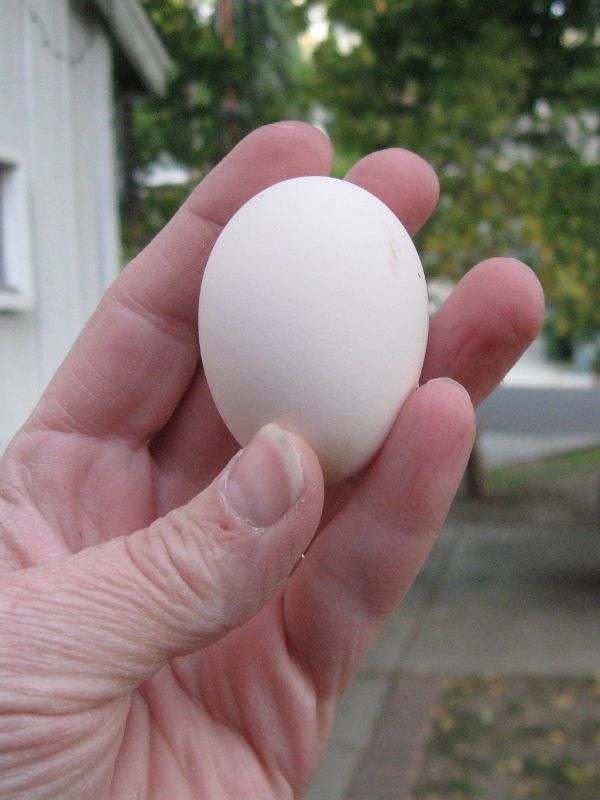 900x900px-LL-a0f9a1d8_First_Egg.jpeg