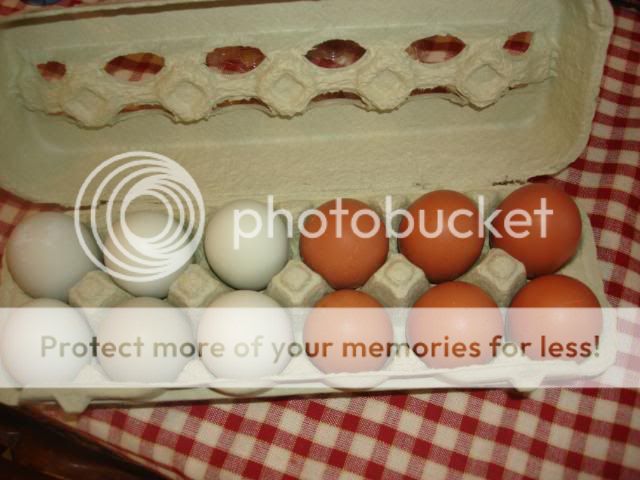 egg3.jpg