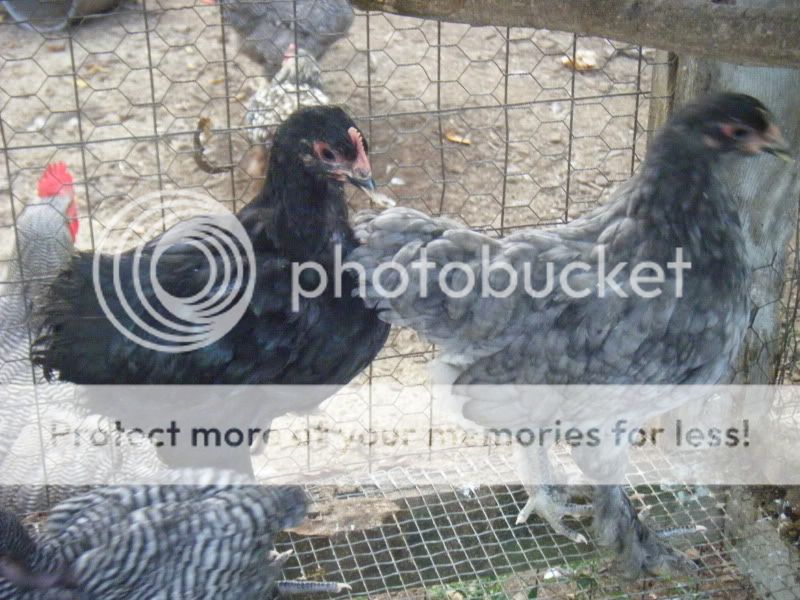 BirdsForSale005.jpg