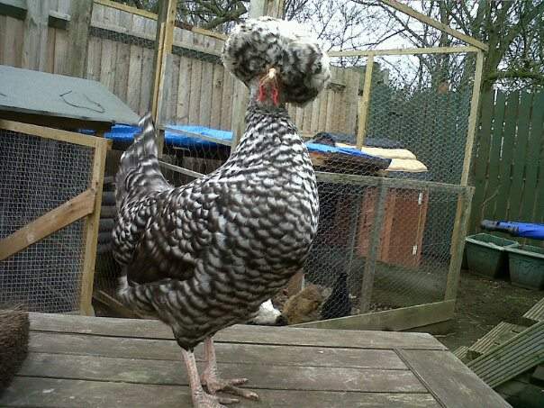 poland_chickens_cuckoo_polish_hen.jpg