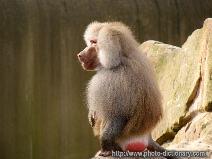 6885baboon.jpg