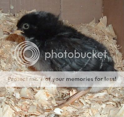 FirstHatch038.jpg