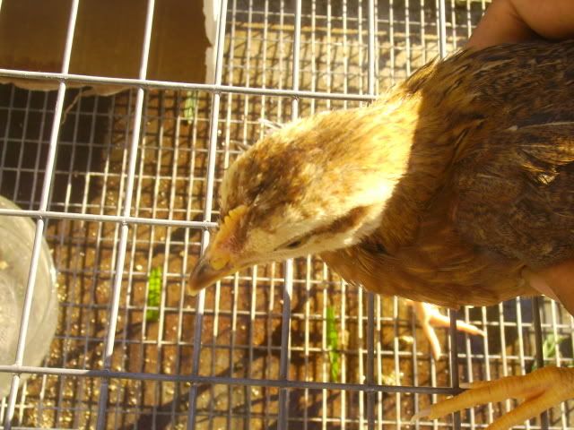 Mechickens005.jpg
