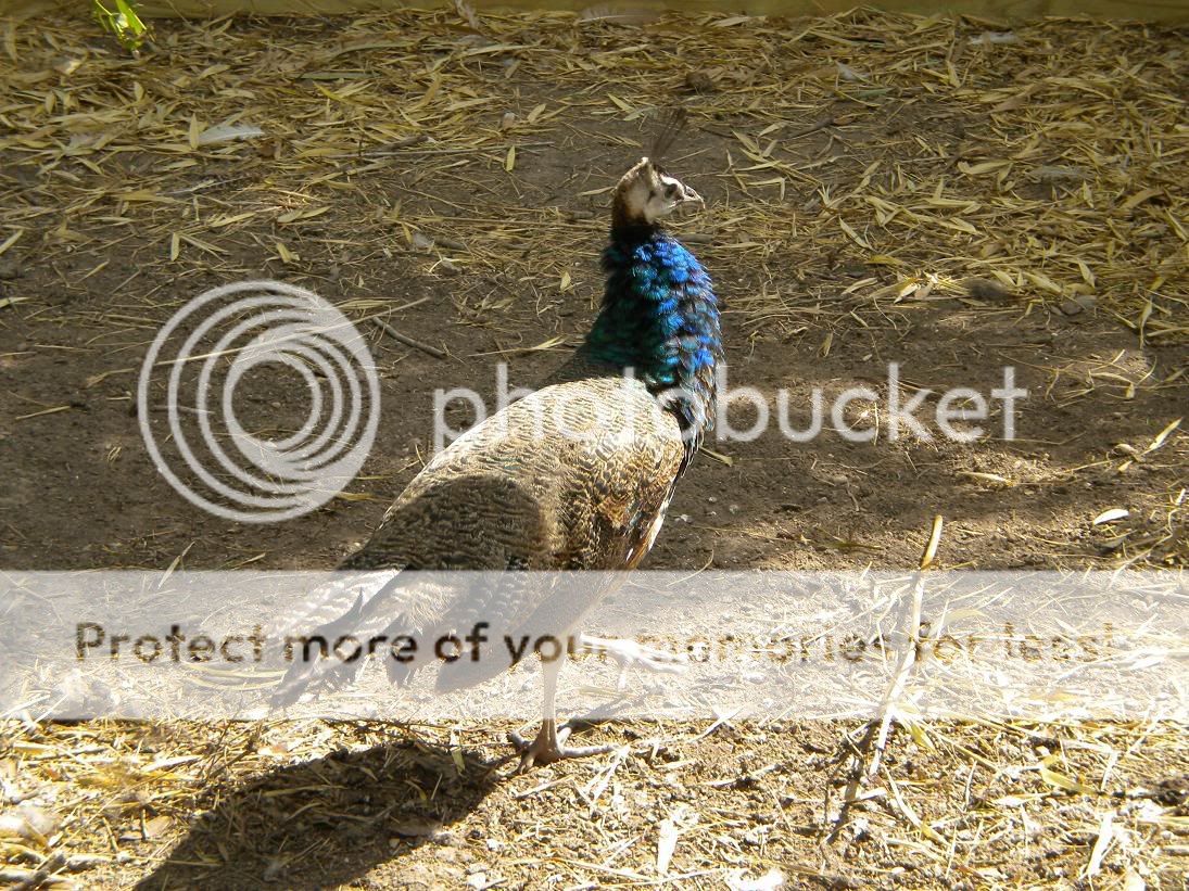 peafowl.jpg