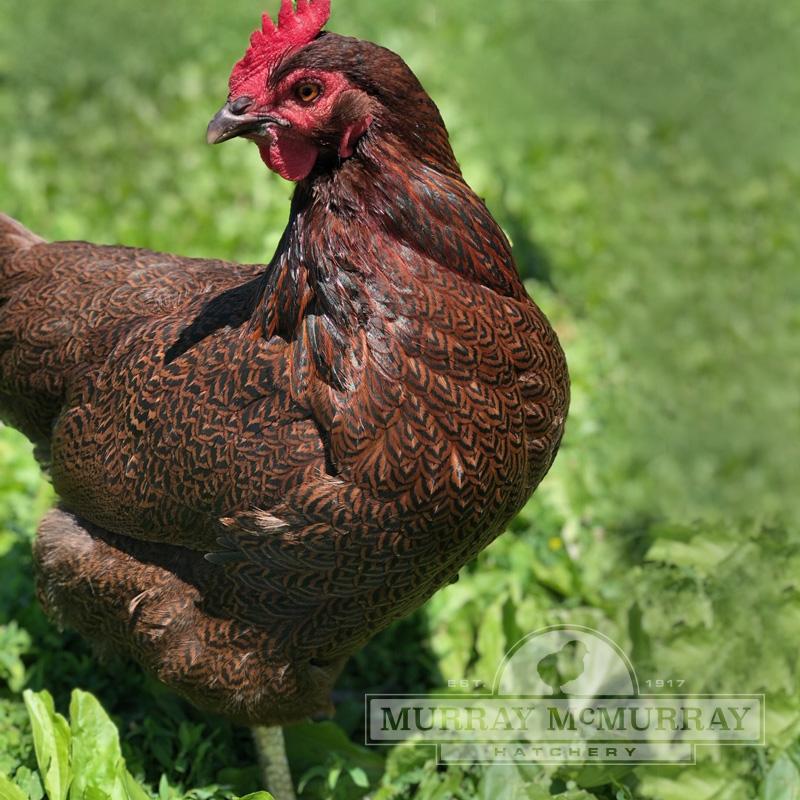 McMurrayHatchery-Partridge-Plymouth-Rock-Hen.jpg
