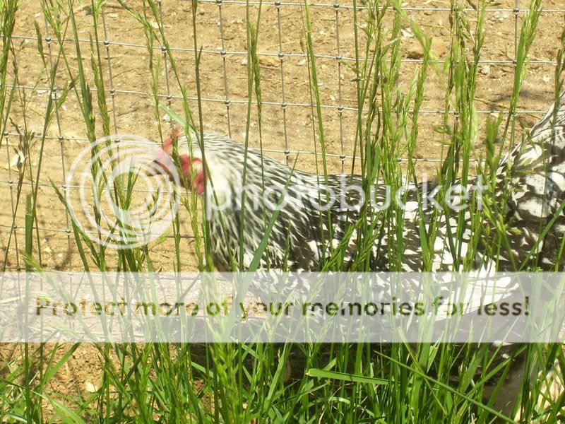Chicks017.jpg