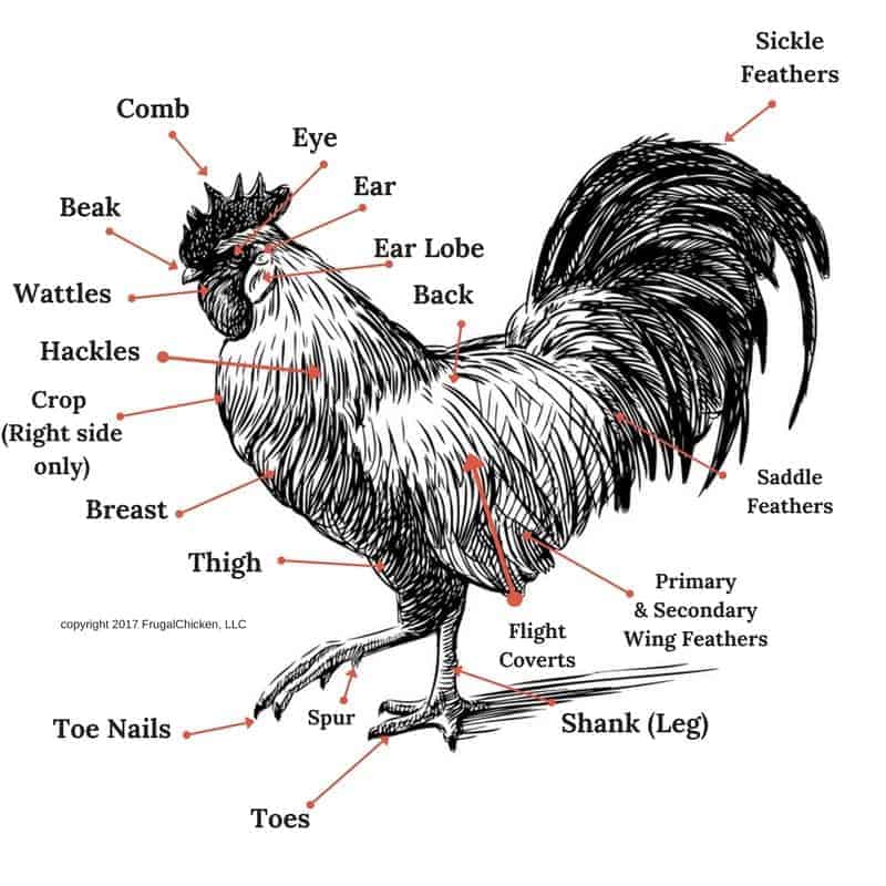 Rooster-anatomy.jpg