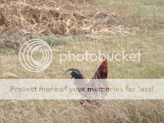 Chickiepics12-08011.jpg