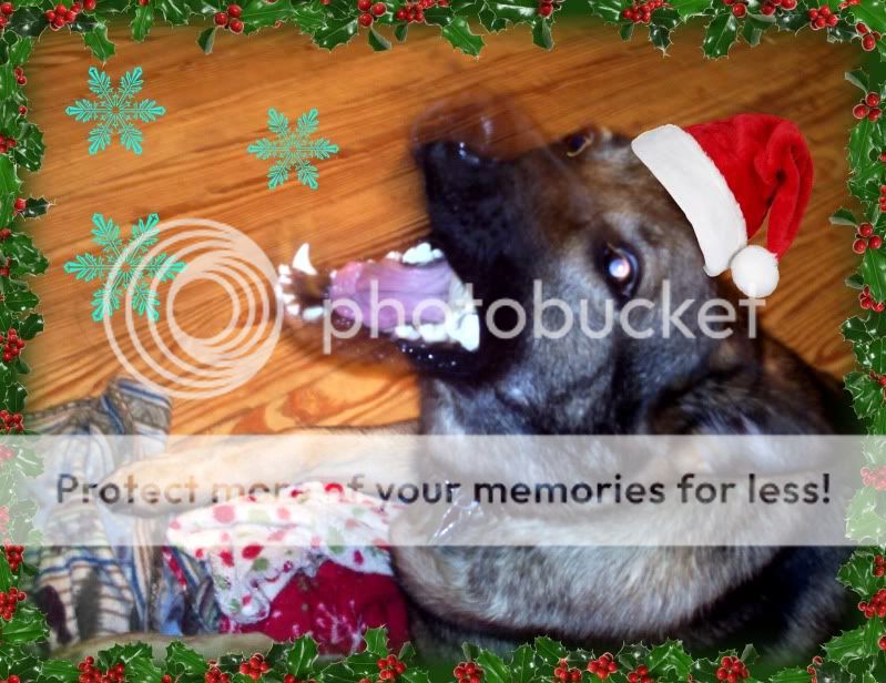 xmasdog2.jpg
