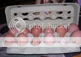 822eggcarton.jpg