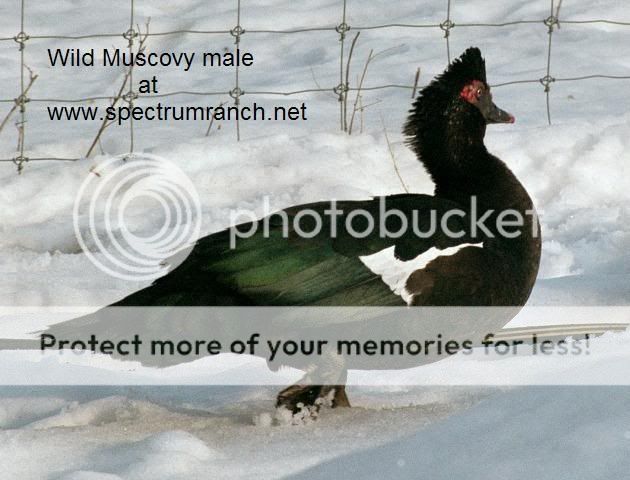 Muscovym2.jpg