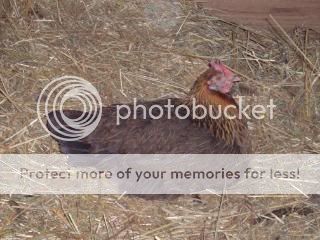 Chickiepics12-08001.jpg