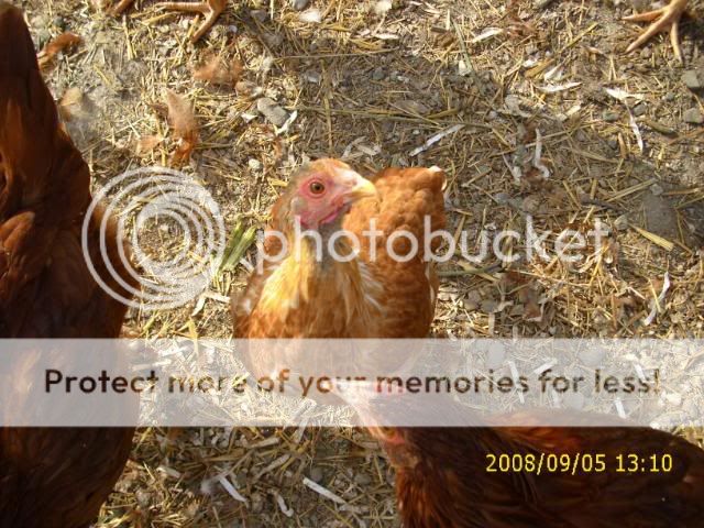 Sept08mybirds007.jpg