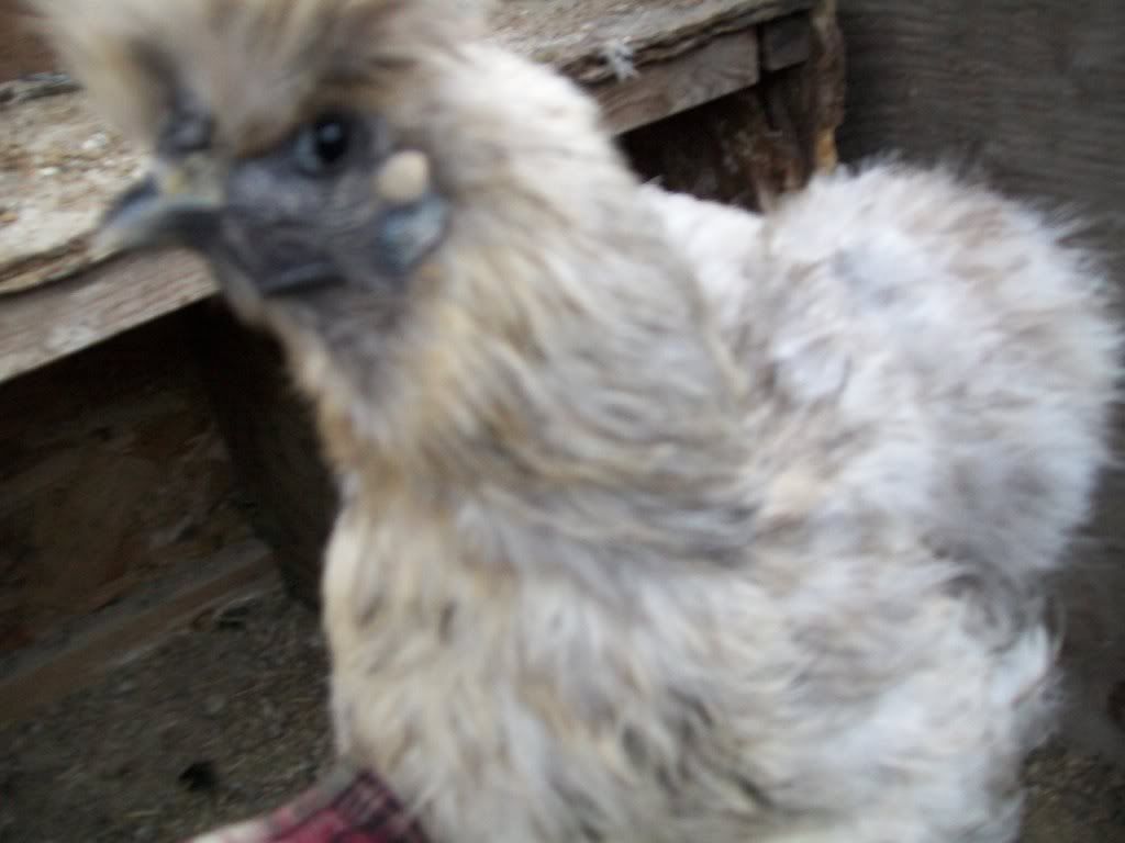 chickenfeb11024.jpg