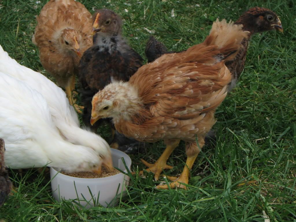 ChickenCoup009.jpg
