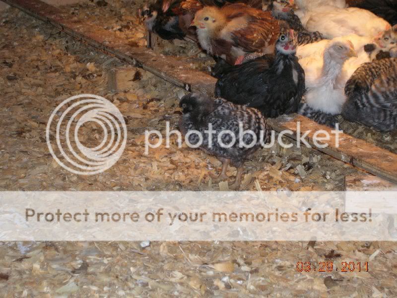 chickens09.jpg