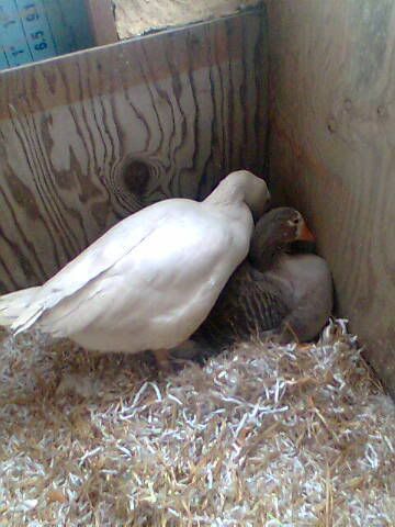 Image004.jpg