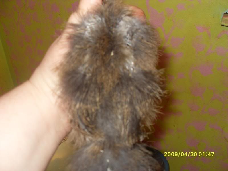 SDC12600.jpg