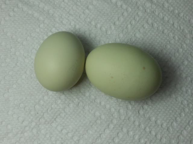eggs.jpg