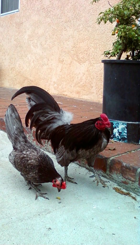 Photo0158.jpg