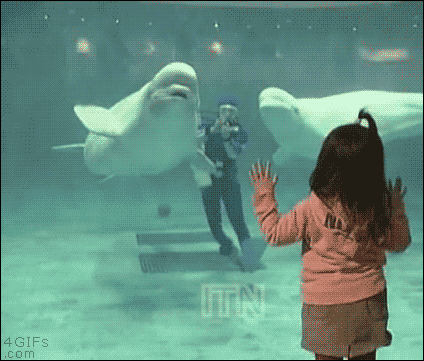 91043e776621f7374c58b652eb3ddeca.gif