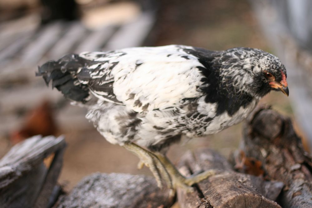 chicken-c-2.jpg