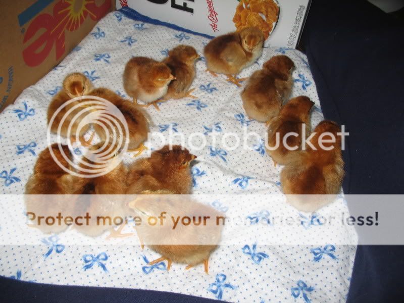 Chicks144.jpg